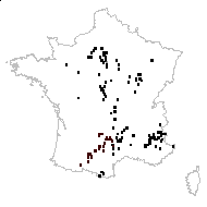 Cyanus vulgaris Delarbre - carte des observations