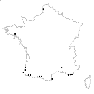 Colocasia aethiopica (L.) Link - carte des observations