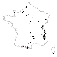 Carex polyandra Schkuhr - carte des observations