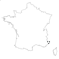 Centaurea pseudocineraria Rouy - carte des observations