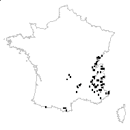 Crocus vernus subsp. albiflorus (Kit. ex Schult.) Ces. - carte des observations