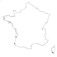 Romulea grandiflora Tineo - carte des observations