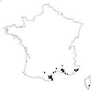 Asphodeloides ramosa Moench - carte des observations