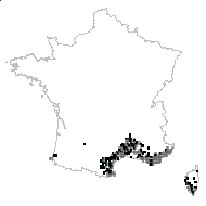 Smilax catalonica Poir. - carte des observations