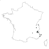 Melanthium nigrum (L.) Thunb. - carte des observations
