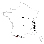Orchis fistulosa Moench - carte des observations