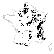 Orchis ornithis Jacq. - carte des observations