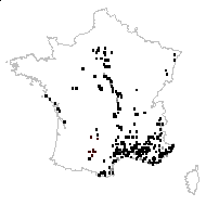 Chondrilla crepoides Reichard - carte des observations