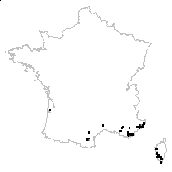 Tinea intacta (Link) Boiss. - carte des observations