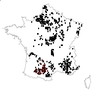 Orchis fuscata Pall. - carte des observations