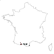 Avena occidentalis Delastre - carte des observations