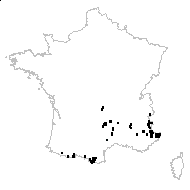 Festuca poaeformis Host - carte des observations