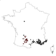 Festuca distachya (L.) Roth - carte des observations