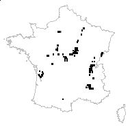 Festuca hervieri (St.-Yves) Patzke - carte des observations