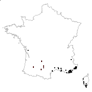 Gastridium ventricosum subsp. laxum (Boiss. & Reut.) Holub - carte des observations