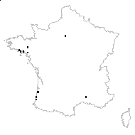 Conyza myriocephala Rémy - carte des observations