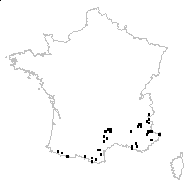 Crepis albida Vill. subsp. albida - carte des observations