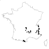 Hieracium pappoleucum Vill. - carte des observations