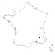Typha domingensis (Pers.) Steud. - carte des observations