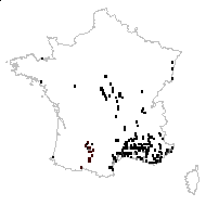 Presla ramosissima (Desf.) Dulac - carte des observations