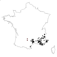 Crupina vulgaris var. brachypappa (Jord.) Douin - carte des observations