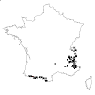 Doronicum grandiflorum proles viscosum (Freyn & Gaut.) Rouy - carte des observations