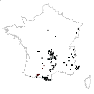 Doronicum cordifolium Stokes - carte des observations