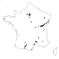 Helianthus tuberosus L. - carte des observations