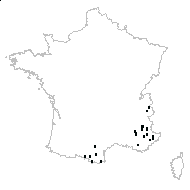 Helichrysum foetidum (L.) Moench - carte des observations