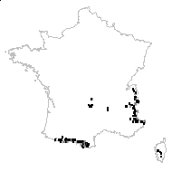 Agrostis rupestris All. - carte des observations