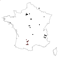 Chrysocoma nuperum Gray - carte des observations