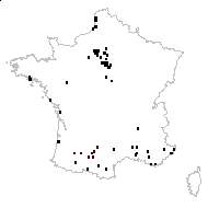 Bromus villosus proles ambigens (Jord.) Rouy - carte des observations
