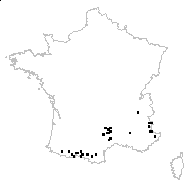 Hieracium chalicophilum Jord. - carte des observations