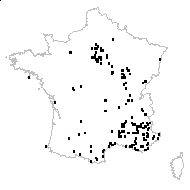 Cichorium intybus L. subsp. intybus - carte des observations