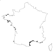 Inula crithmoides L. - carte des observations