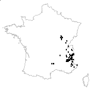 Dianthus saxicola Jord. - carte des observations