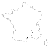 Echium ramosum Gaterau - carte des observations