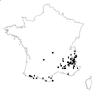 Sinapis subpinnatifida Lag. - carte des observations