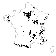 Fagus sylvatica L. var. sylvatica f. sylvatica  - carte des observations