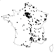 Fallopia convolvulus (L.) Á.Löve var. convolvulus - carte des observations