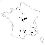 Festuca marginata (Hack.) K.Richt. - carte des observations