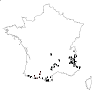 Festuca spadicea var. ferruginea (Vest) Nyman - carte des observations