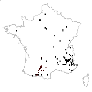 Galeopsis ladanum subsp. angustifolia (Ehrh. ex Hoffm.) Schübler & G.Martens - carte des observations