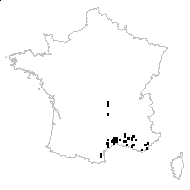 Galium parisiense L. var. parisiense - carte des observations