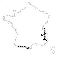 Leucanthemum pulveruletum Samp. - carte des observations