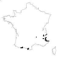 Tanacetum atratum (Jacq.) Sch.Bip. - carte des observations