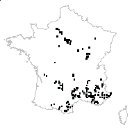 Helianthemum farinulentum Lacaita - carte des observations