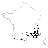 Helianthemum italicum var. latifolium Pau - carte des observations