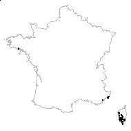 Helichrysum italicum (Roth) G.Don subsp. italicum - carte des observations