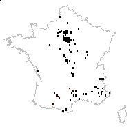 Onopordum viride Desf. - carte des observations